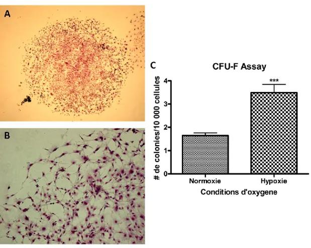 Figure  11.  CFU-F  Assay.  Le  « Colony  Forming  Unit  Fibroblast  Assay »  est  un  essai  qui  permet  d’identifier la présence de MSC ainsi que de quantifier le potentiel de cellules souches avec la quantité des  colonies