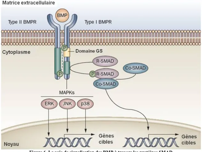 Figure 6. La voie de signalisation des BMP à travers les protéines SMAD  (Adapté de Shore et al., 2010) 
