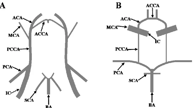Figure 1 Représentation des artères du polygone de Willis qui acheminent le sang au  cerveau chez (A) la souris et (B) l’humain