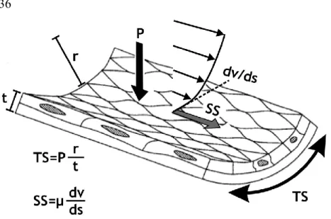 Figure 2 Schématisation des contraintes hémodynamiques appliquées tangentiellement  (les  contraintes  de  cisaillement  (SS),  propulsées  par  le  débit  sanguin)  et  circonférentiellement  (la  paroi  la  tension  pariétale  (TP),  exercée  par  la  pr