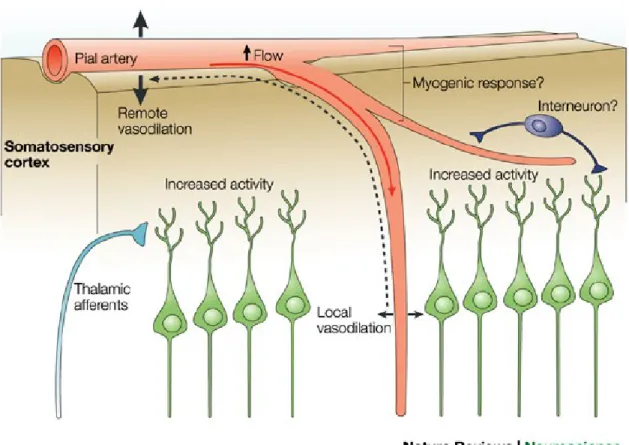 Figure  6  Schématisation  de  la  réponse  vasodilatatrice  locale  et  de  sa  propagation  rétrograde  vers  les  artères  piales,  en  réponse  à  l’activation  neuronale  du  cortex  somatosensoriel