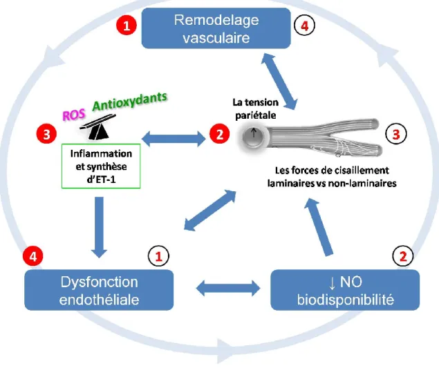 Figure 8 Schématisation du cercle vicieux entre la structure et la fonction endothéliale