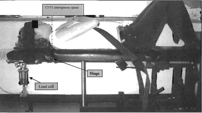 Fig.  1.  Experimental  setup  for  measurements  of the  head  torque  and  the  neck  isometric  flexion and extension strength