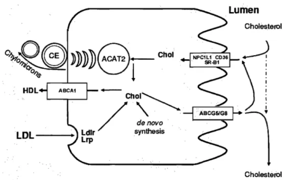 Figure  4.  Schematic  overview  of  cholesterol  transport  in  enterocytes.  ABCAl/G5/G8,  ABC-transporters  Al,G5  and  G8;  ACAT2,  acyl-coenzyme  A:cholesterol acyltransferase-2;  CE,  cholesteryl ester;  Chol,  cholesterol;  HDL,  high  density lipop