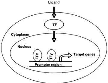 Figure  5.  General  schema  of  gene  regulation  by  tranSCrIptIOn  factors.  TF,  transcription factor