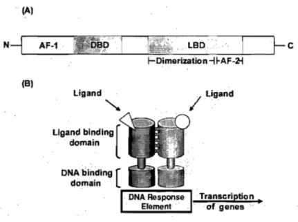 Figure  6.  Schematic structure of transcriptional factors.  (A)  Organisation of a  transcriptional  factor