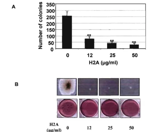Figure  4.  (A,B)  Histone  H2A  reduces  the  anchorage-independent  growth  of  MCF-7 cells