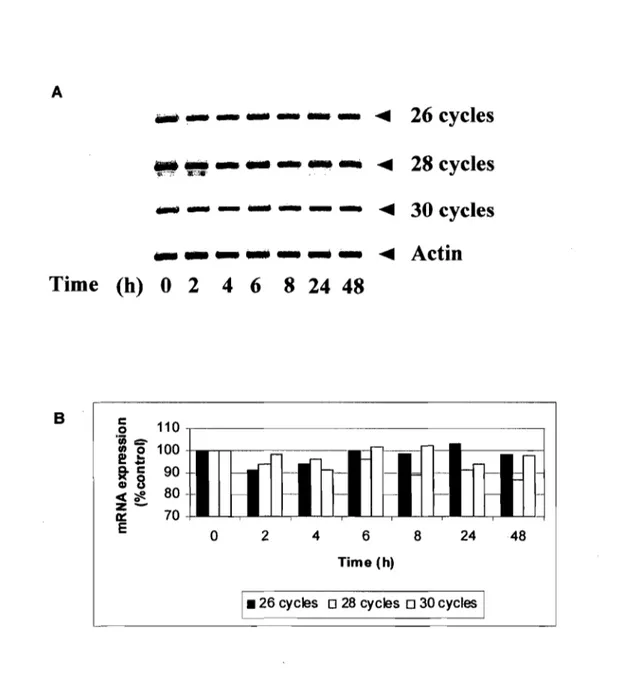 Figure 7. Treatment with histone HlA did not change p53 RNA expression.  (A)  MCF-7  cells  were  treated  with  histone  H2A  for  up  to  48  hours  and  p53  RNA  expression was assessed by RT-PCR using various amounts of cycles (26,28 and 30 