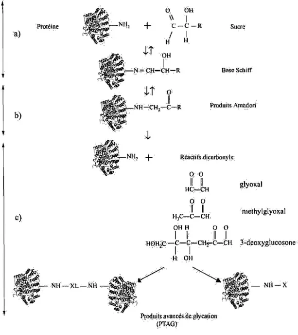 Figure 3:  Schéma simplifié des  étapes  de  formation des produits  avancés  de  glycation