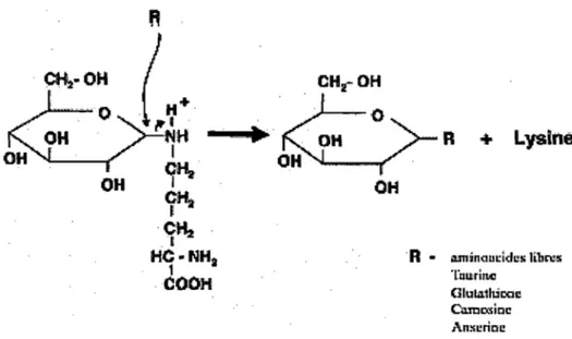 Figure  4:  Le  processus  de  transglycation  sans  intervention  enzymatique  (Image  modifiée  après Szwergold,  Howell et Beisswenger,  Diabetes,  2001)