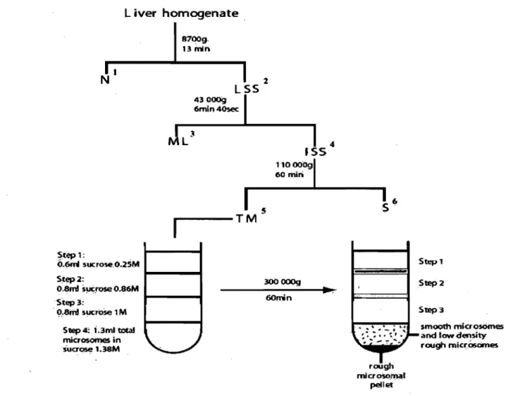 FIGURE 3:  Flow diagram summarizing the fractionation  protocol used to prepare  ER  subfractions  from  control  rat  liver  and  from  dissected  liver  tumor  nodules