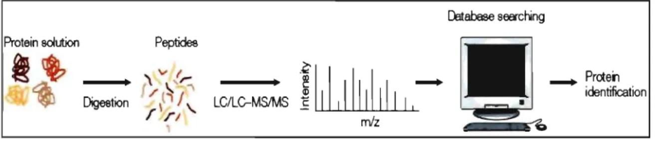 FIGURE 4:  Diagram for simplified process of proteomics.  The tissue is  first  subjected 