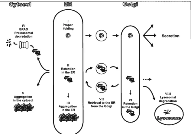 Figure  1.1.  Schéma de la maturation et de la  dégradation protéique (d'après  Trombetta et Parodi, 2003)