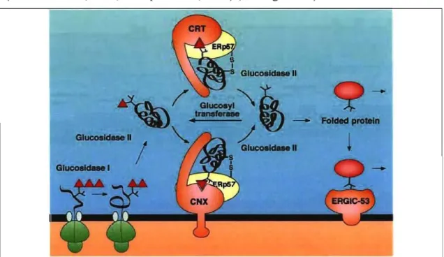 Figure  1.3. Cycle chaperonique au niveau du RE (d'après Helenius et Aebi, 2001).  Ce  schéma  décrit  le  cycle  de  glucosylation  et  déglucosylation  faisant  intervenir  les  enzymes  glucosidase  l,  glucosidase  II,  glucosyltransférase  et  la  pro