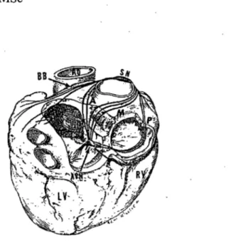 Figure 3:  Illustration du cœur (vue postérieure)  présentant les voies de conduction  internodales (antérieure, moyenne, et postérieure)