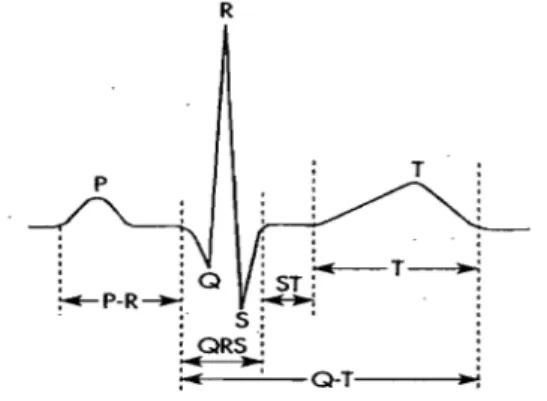 Figure 6 : Tracé électrocardiographique avec les déflexions et les  intervalles importants marquant l'activation électrique du cœur