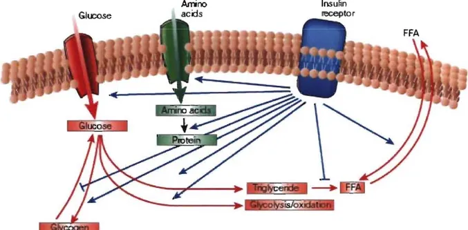 Figure  s.  Les différentes voies de régulation du métabolisme par l'insuline dans les  cellules hépatiques, musculaires et adipeuses