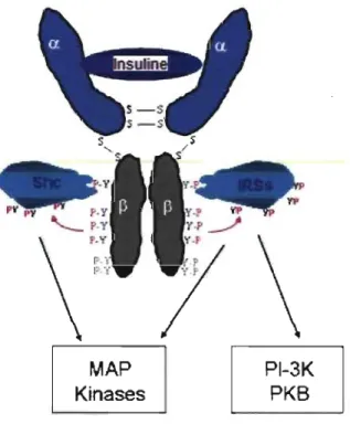 Figure  7.  Schéma  représentant  la  structure  du  récepteur  de  l'insuline  et  son  mode  d'activation