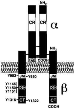 Figure  6  Structure  of  the  insu lin  receptor.  CR,  Cysteine-rich  domain;  JM,  juxtamembrane  domain;  KD,  kinase  domain;  CT,  carboxyl-terminal  domain