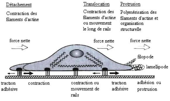 Figure 1.1  : La migration cellulaire représentée au niveau de la cenule. Adaptée de (84)