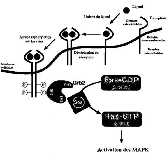 Figure 1.4 : Schéma de l'activation de la voie des MAPK par un stimulus mitogénique se liant à  un  RTK