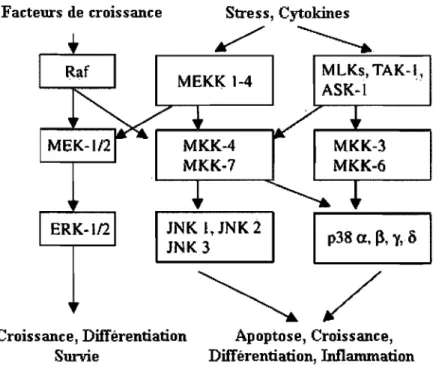 Figure 1.5 : Les différents rôles et les  différentes composantes signalétiques des MAPK