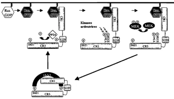Figure 1.6 : Étapes de l'activation de Raf-l  par phosphorylation. Adaptée de (93). 