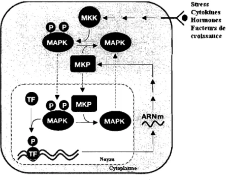 Figure  1.7:  Régulation  de  l'expression  des  MKP,  responsables  de  la  désactivation  des  MAPK 