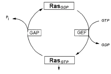 Figure 1.9 : Schéma représentant les formes active et inactive de Ras. 