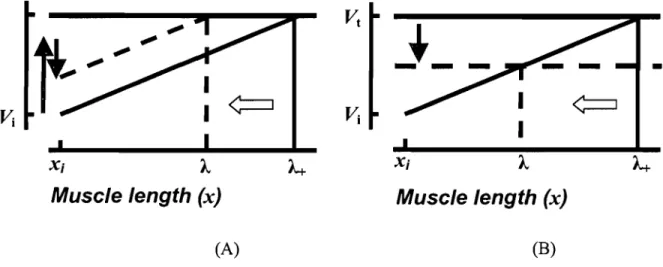 Figure  1.  Physiological  origin  of threshold  position  control.  Each  motoneuron  (MN)  receives afferent influences that depend on the muscle length (x)  as  well as  on central  control  influences  that  are  independent of muscle  length