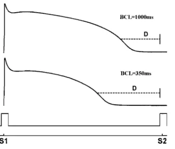 Figure  1.4:  The  two  different  basic  cycle  lengths  (BeL  =  1000  and  350ms).  Two  stimuli  SI  and  S2  applied  [23]