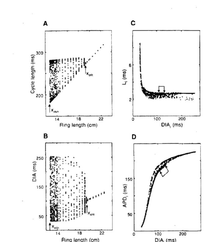 Figure  1.10:  Analysis  of  temporal  activity  recorded  at  a  single  point  on  rings  of  different  lengths