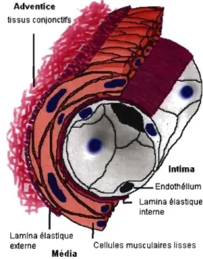 Figure 2  : Les trois coucbes de la  paroi aortique:  l'intima, la  média et l'adventice