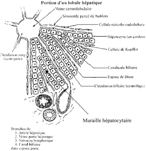 Figure 4  : Portion détaillée du  lobule hépatique.  La circulation sanguine est centripète alors  que la circulation biliaire est centrifuge (Cabana, 2001)