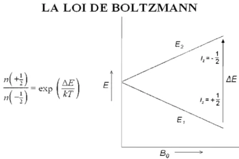 Figure  12  :  La  loi  de  Boltzmann  régit  la  distribution  des  populations  de  spin  dans  les  ni- ni-veaux  énergétiques