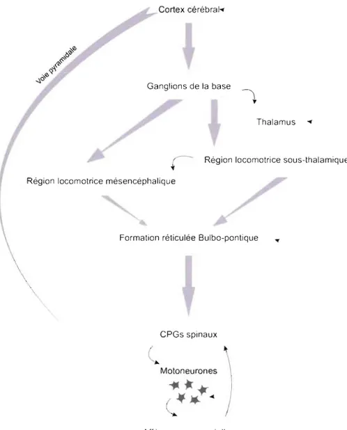 Figure  3  : Schéma récapitulati  f  des  projections supraspinales locomotrices 