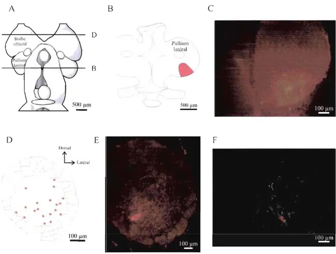 Figure 8: Distribution des lleurones rétrogrademL'ntmarqués dans le bulbe oJJactifsuite  à  une  injection dans  le  pallium latéral \'entral