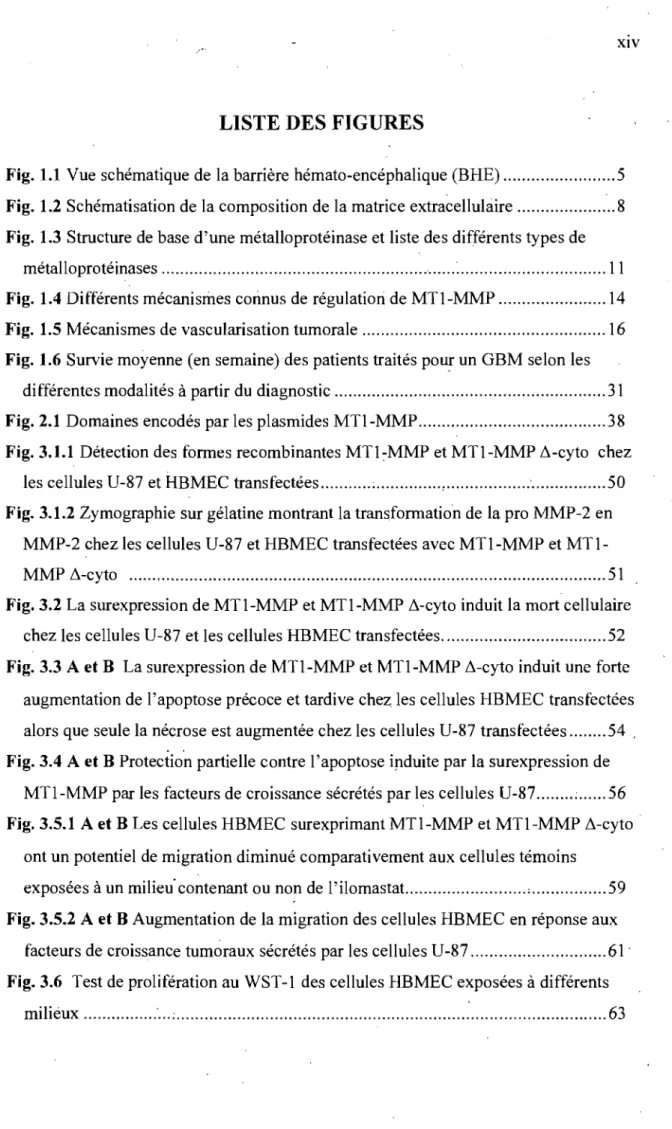 Fig. 1.1  Vue schématique de  la barrière hémato-encéphalique (BHE) .......................