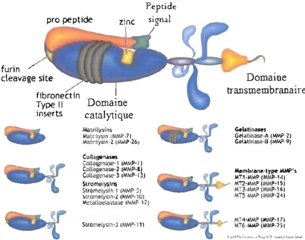 Fig.  1.3  Structure de  base d'une méta1loprotéinase et liste des  différents types de  métalloprotéinases  Pepti d e  p r o  pe p tide  z inc  furin  cleav age  s i  e  Domaine  catalytique  Ml trtty$ln$  Mat fll ySln  MNJl· 7  J  &#34;&#34;&#34;t  lysin