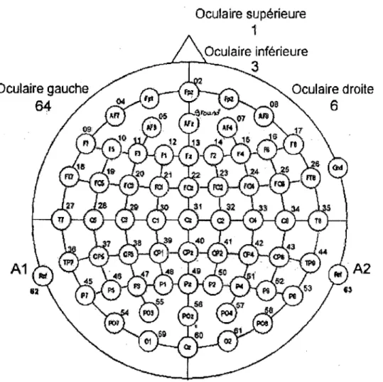 Figure  4 :  Schéma  du  placement  des  électrodes  sur  le  scalp  selon  le  système  10-20,64 au  total (58  sur le cuir chevelu,  4 paraocculaires et  1  sur chaque oreille