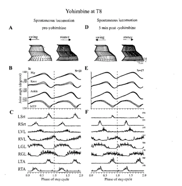 Figure 4.  Effects of yohimbine injected intraspinally at T8  in cat H.  Same display as Fig