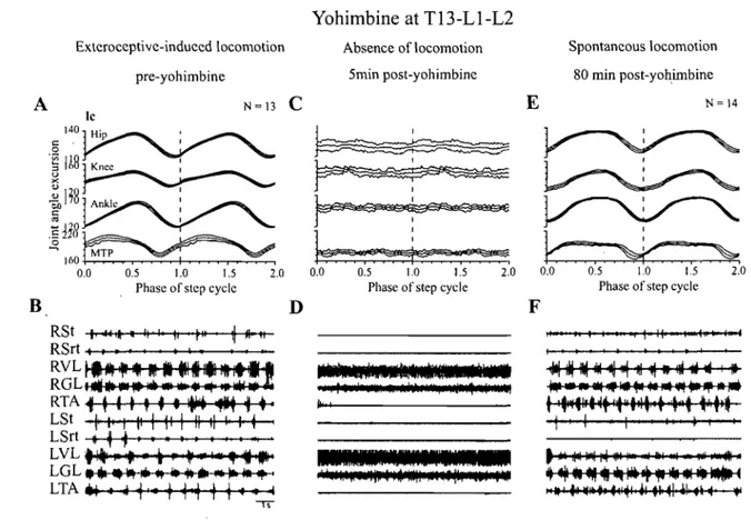 Figure  8.  Effects ofintraspinal injection of yohimbine in close  succession at T13-L1-L2  in  cat  Q