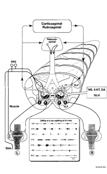 Figure  3:  Schématisation  du  CPG  produisant  le  patron  locomoteur des  pattes  postérieures