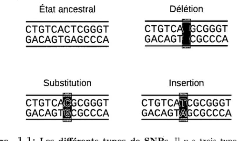 Figure  1.1:  Les  différents  types  de  SNPs.  Il  y  a  trois  types  de  SNPs  générés  à  partir de  l'état  ancestral