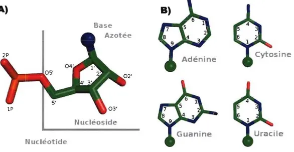 Figure 2  : A)  Un  nucléotide,  fonné  du  groupe phosphate, du  ribose et d'une baze azotée (représentée par une 