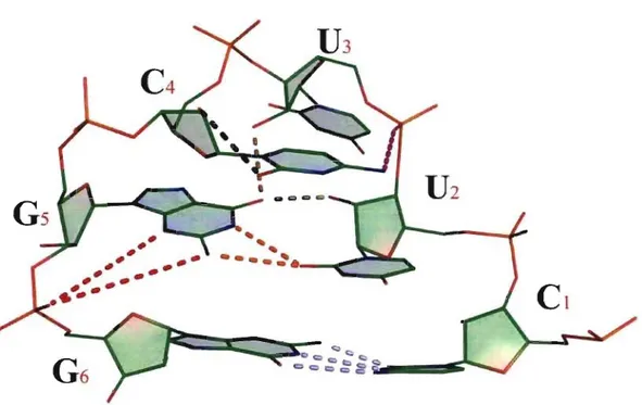 Figure  Il  :  Le  motif YNMG,  tel  que  décrit  par  Ennifar et  al.  (2000).  Plusieurs  liens  viennent  conférer à  ce  motif sa  grande  stabilité:  Les  nucléotides  U 1  et  G s sont  liés  par deux  appariements,  un  W/W  non-canonique 