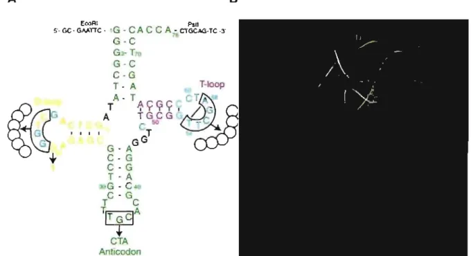 Figure  1.5  Structures  secondaire  (A)  et  tertiaire  (8)  de  l'ARN  de  transfert