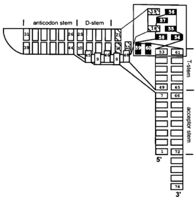 Figure 2.1  The  standard tRNA L-form.  Rectangles  represent  individual  nucleotides