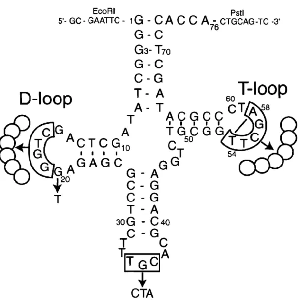 Figure  2.2  Construction of the tRNA gene  library.  In  the nucleotide  sequence of  E