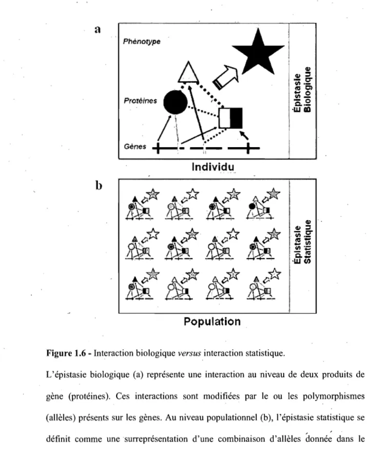 Figure 1.6 - Interaction biologique versus interaction statistique. 